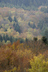 Fototapeta premium paysage