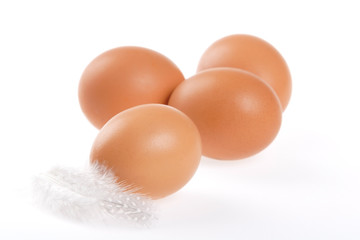 egg, feather