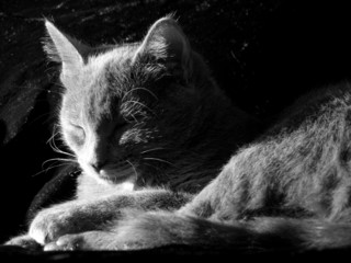 cat