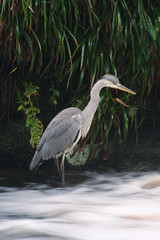 heron fishing