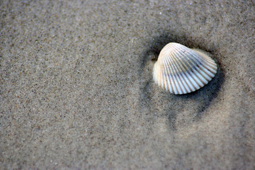 sea shell in the sand