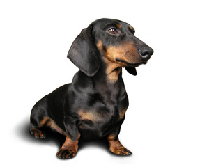 black and brown dog (dachshund) on