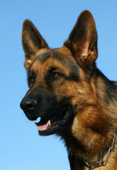 profil de berger allemand