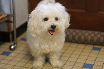 Connaissez Vous Le Bichon Maltais Cet Adorable Petit Chien