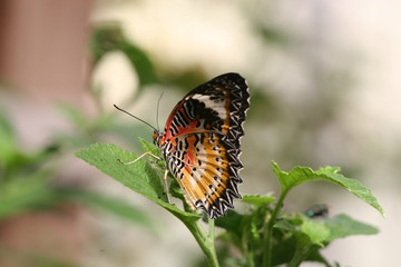 butterfly