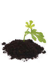 baby plant in soil. figs