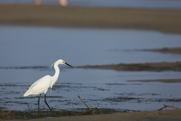 egret #1