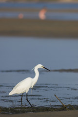 egret #2