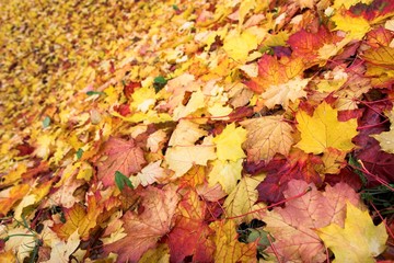 autumn leaves