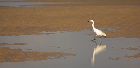 Fototapeta na wymiar egret #3