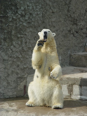 polar bear in the zoo