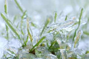 frozen blades of grass