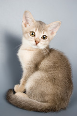 kitten whom the first time poses