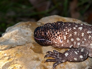 beaded lizard