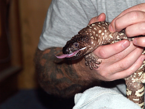 beaded lizard