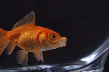 goldfish 15