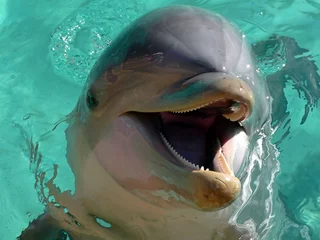 Zelfklevend Fotobehang Dolfijn lachende tuimelaar