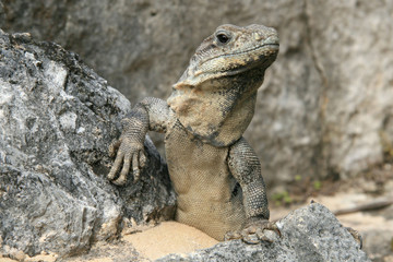 pose ou pause
