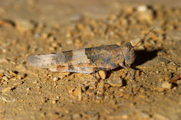 saltamontes