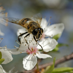 abeille
