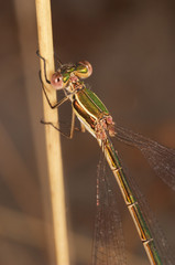caballito del diablo (lestes barbarus)