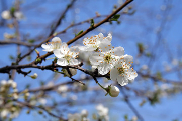 plum blossom