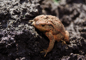 crapaud