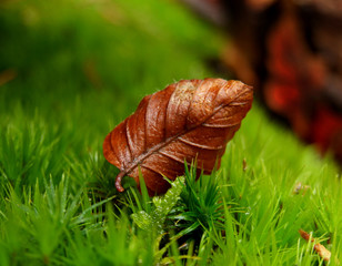 herbststimmung - laub