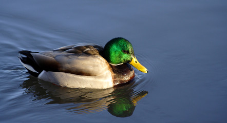 Fototapeta premium colorful mallard