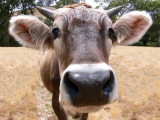 curious cow
