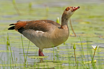 egyptian goose