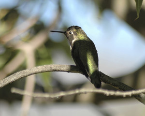 hummingbird in a tree