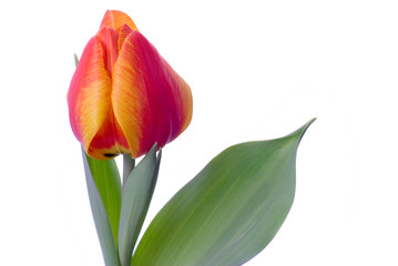 Naklejka premium tulip