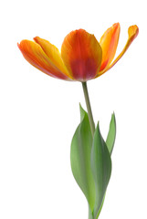 tulip flower