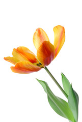 tulip flower