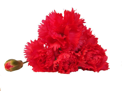 oeillets rouges