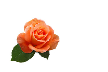 rosenbl&uuml;te auf wei&szlig;em hintergrund