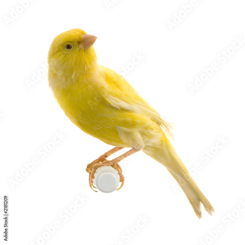 TÉLÉCHARGER CHANT CANARI TIMBRADO GRATUIT TIMBRADO TÉLÉCHARGER CHANT GRATUIT CANARI