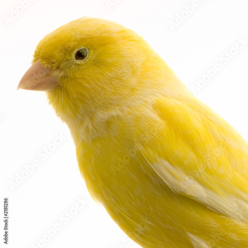 TÉLÉCHARGER CHANT CANARI MALINOIS GRATUIT