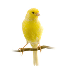 canaris malinois