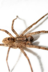 spider