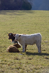 early morning cows