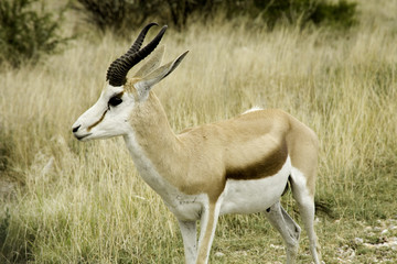 Naklejka na ściany i meble gazela de namibie