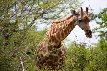 girafes - parc etosha en namibie
