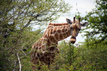 girafes - parc etosha en namibie