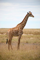 Naklejka na ściany i meble girafes - parc Etosha w Namibii