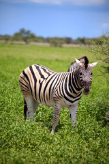 Fototapeta na wymiar z?bre - Park Narodowy Etosha - namibie
