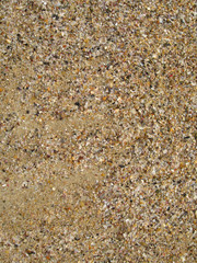 natural beach sand shells