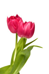 tulpen tulip tulipa