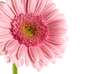 gerbera
